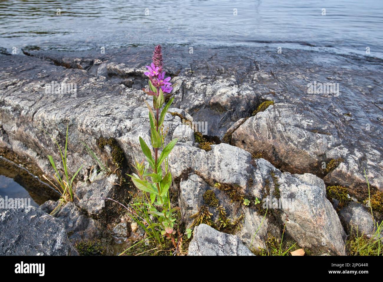 Lythrum salicaria, Purple loosestrife, Finland Stock Photo