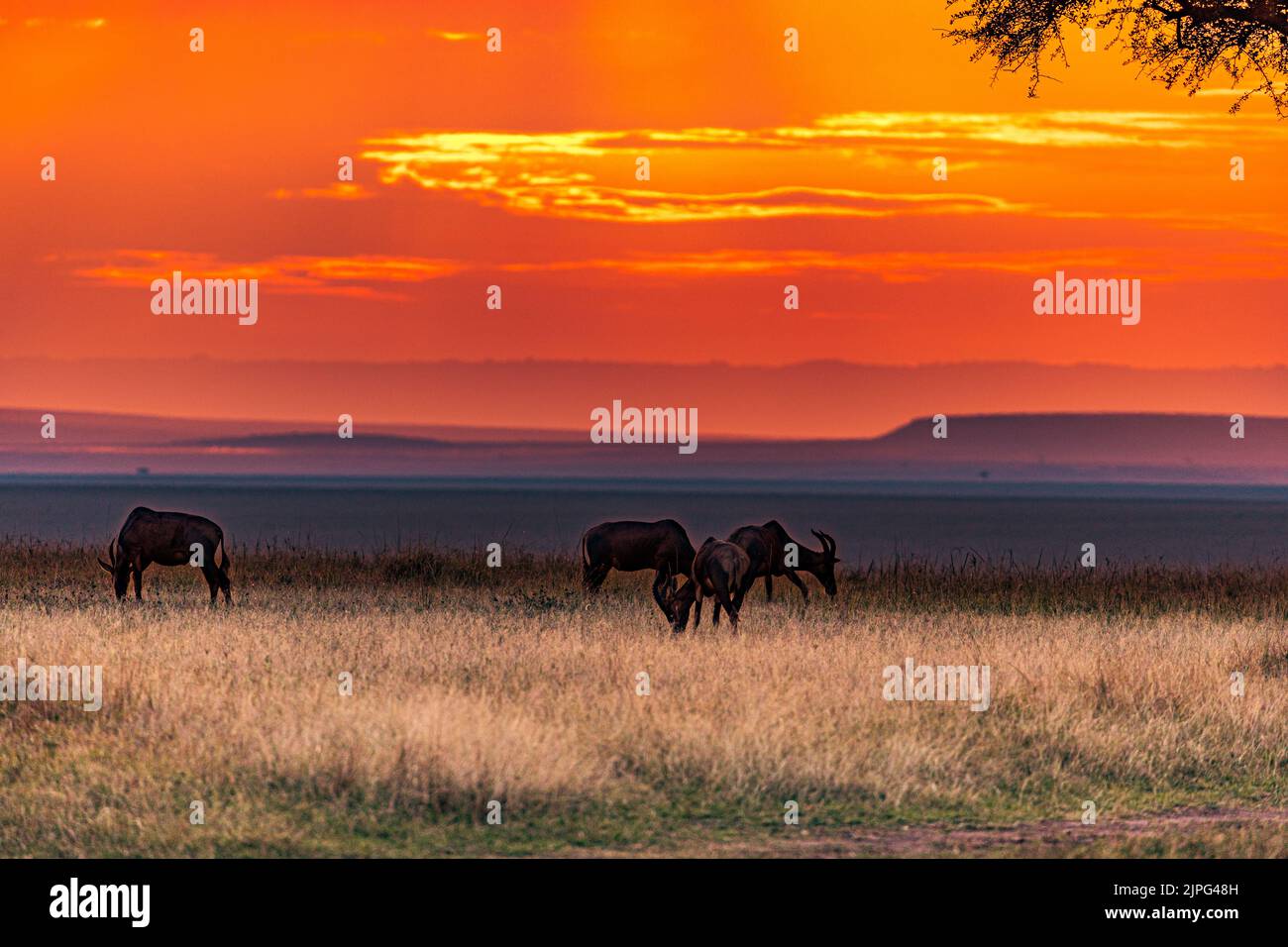 Golden hour masai mara hi-res stock photography and images - Alamy