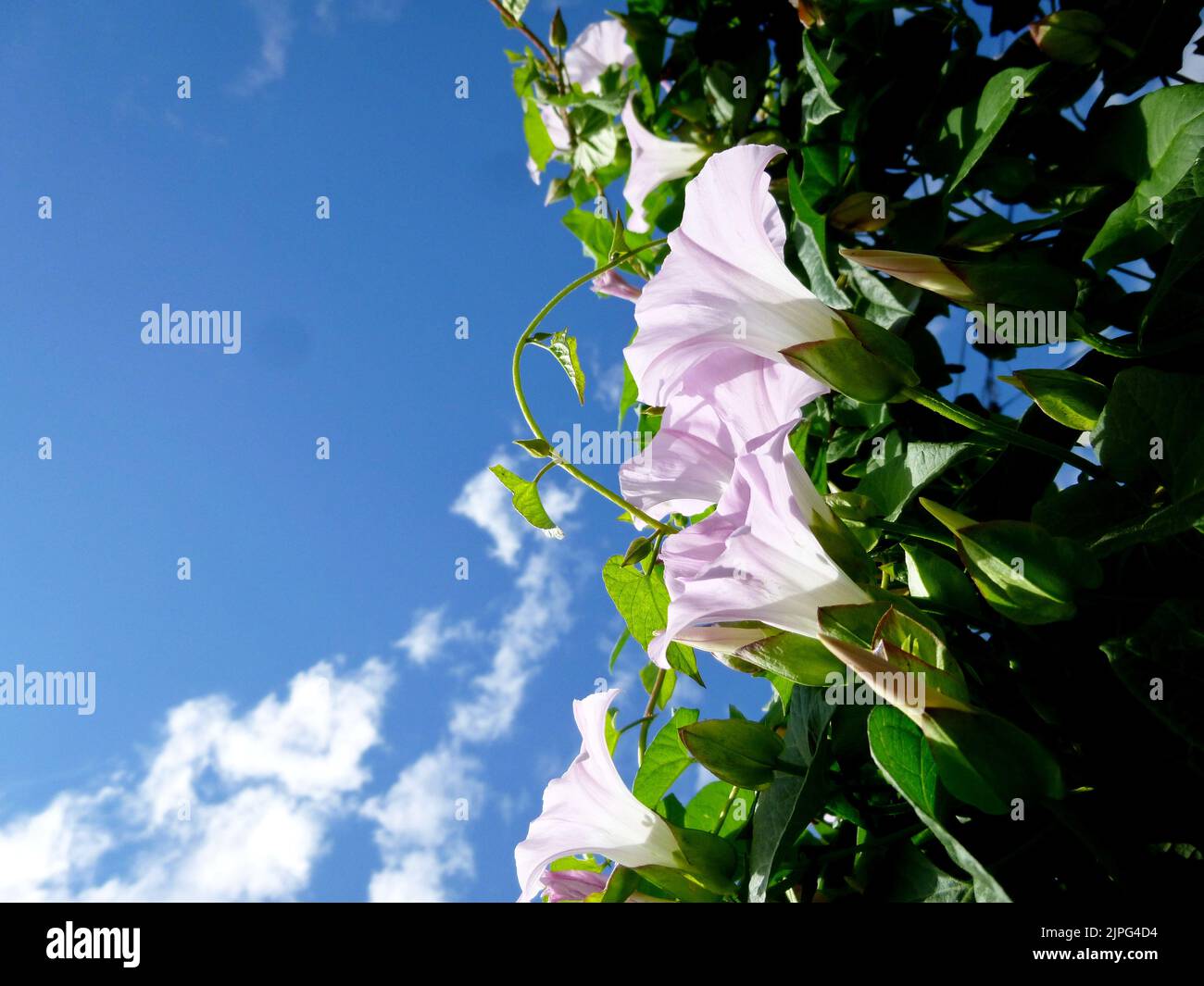 European bindweed, corn lily, Convolvulus arvensis blooms on garden