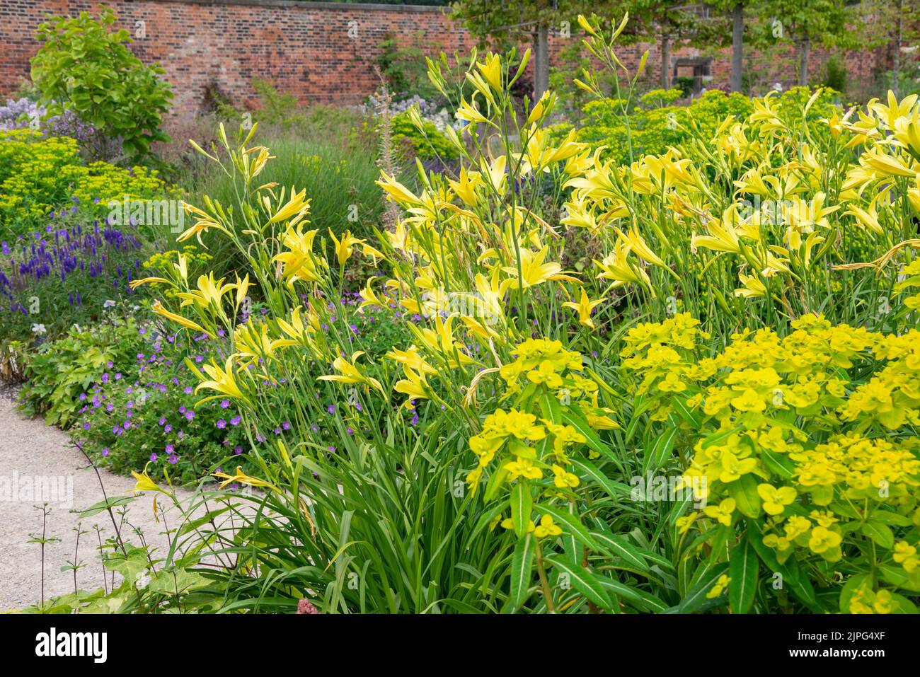 Hemerocallis Altissima a Day Lily with pale yellow flowers. Grown here beside a Euphorbia in a herbaceous border. Stock Photo