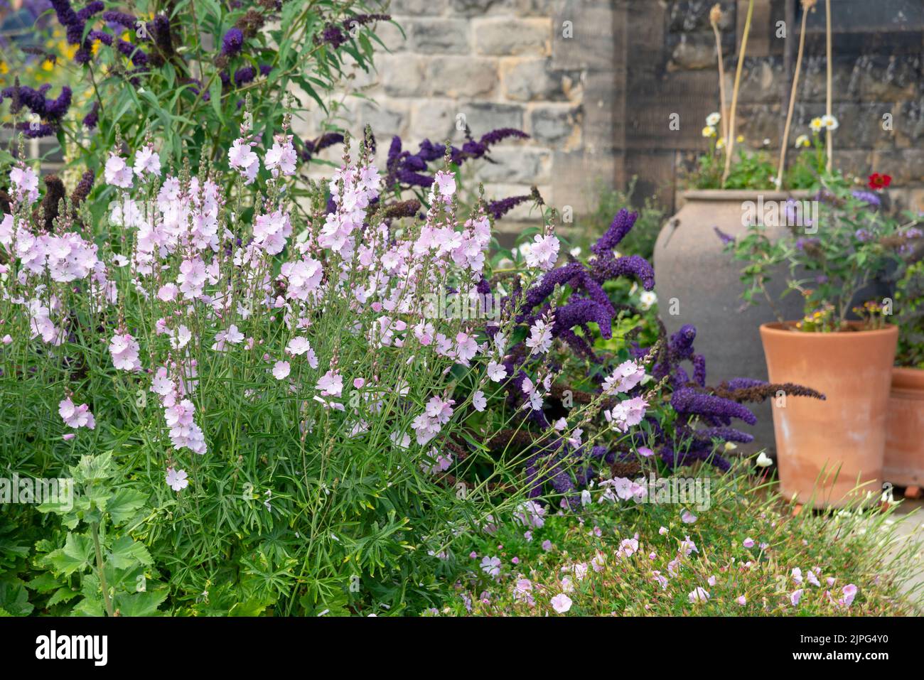 Sidalcea 'Elsie Heugh' and purple Buddleia at RHS Bridgewater, Greater Manchester, England. Stock Photo