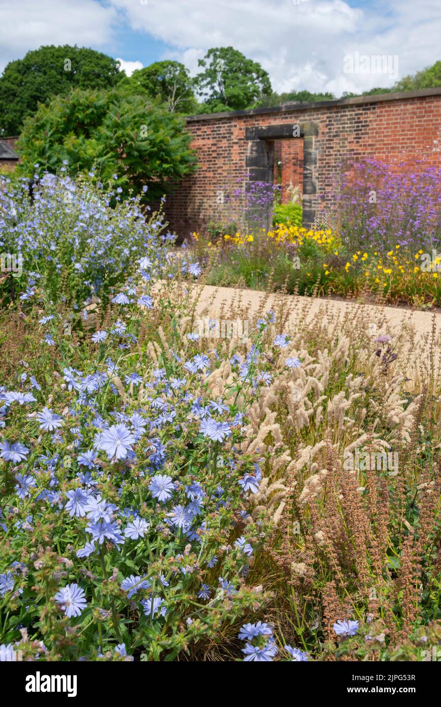 Blue flowered Chichory and ornamental grasses in the walled garden at
