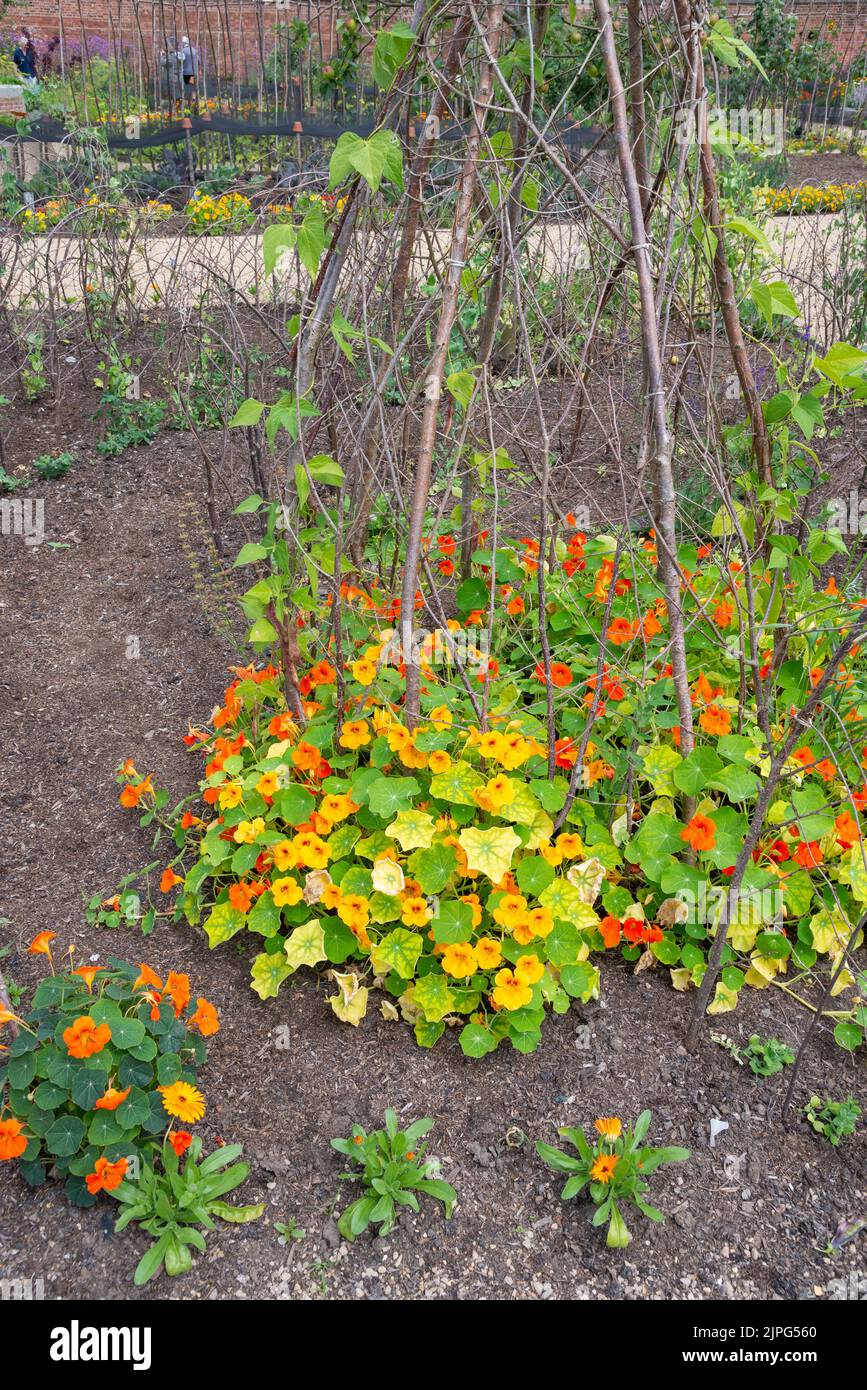 Wigwam of poles to support Nasturtiums in the vegetable garden at RHS Bridgewater, Greater Manchester. Stock Photo