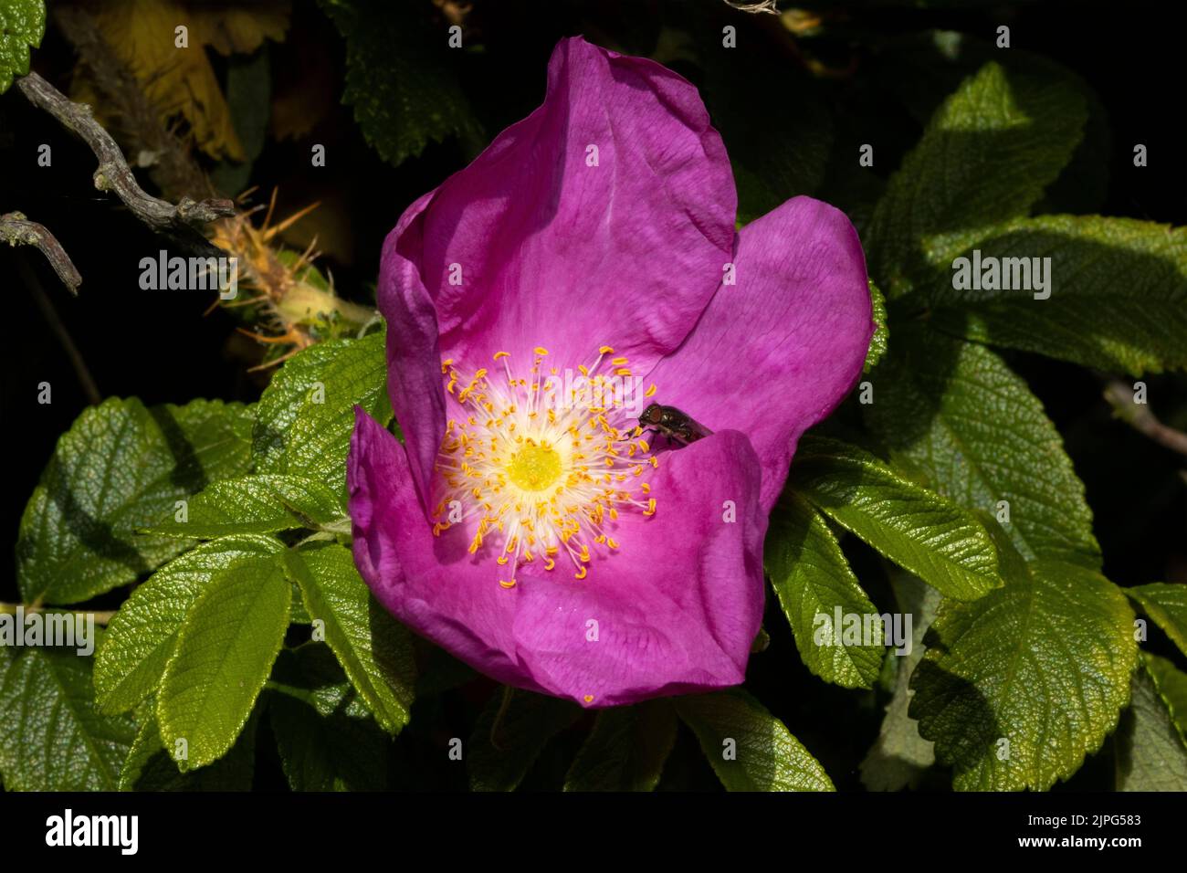 A Wild or Japanese Rose in full bloom. They are pollinated by various