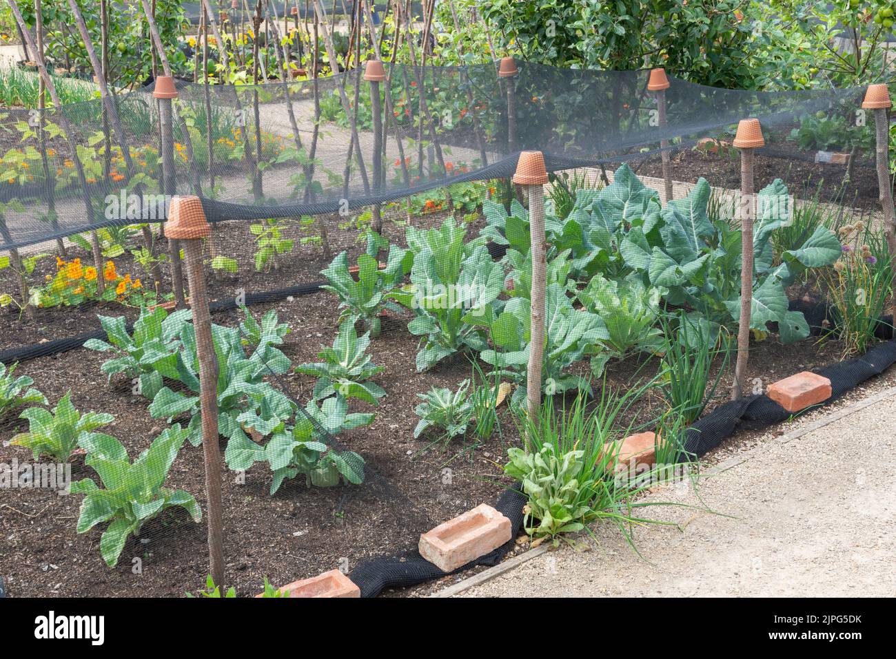 Brassica plants under netting in a summer vegetable garden. Stock Photo