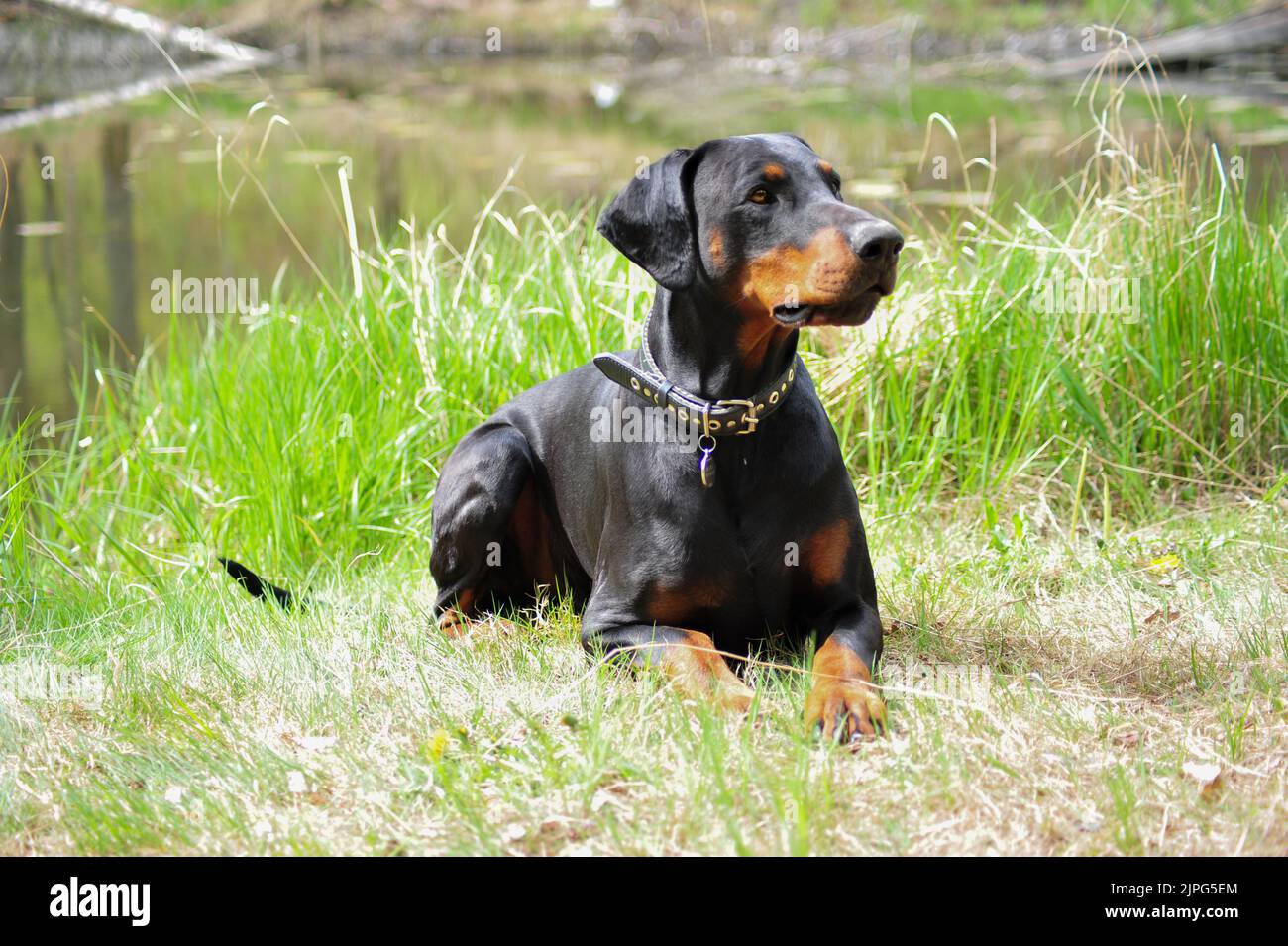 Attentive male black doberman lying in the grass.  Blurry lake background. Natural, uncropped working dog. Stock Photo