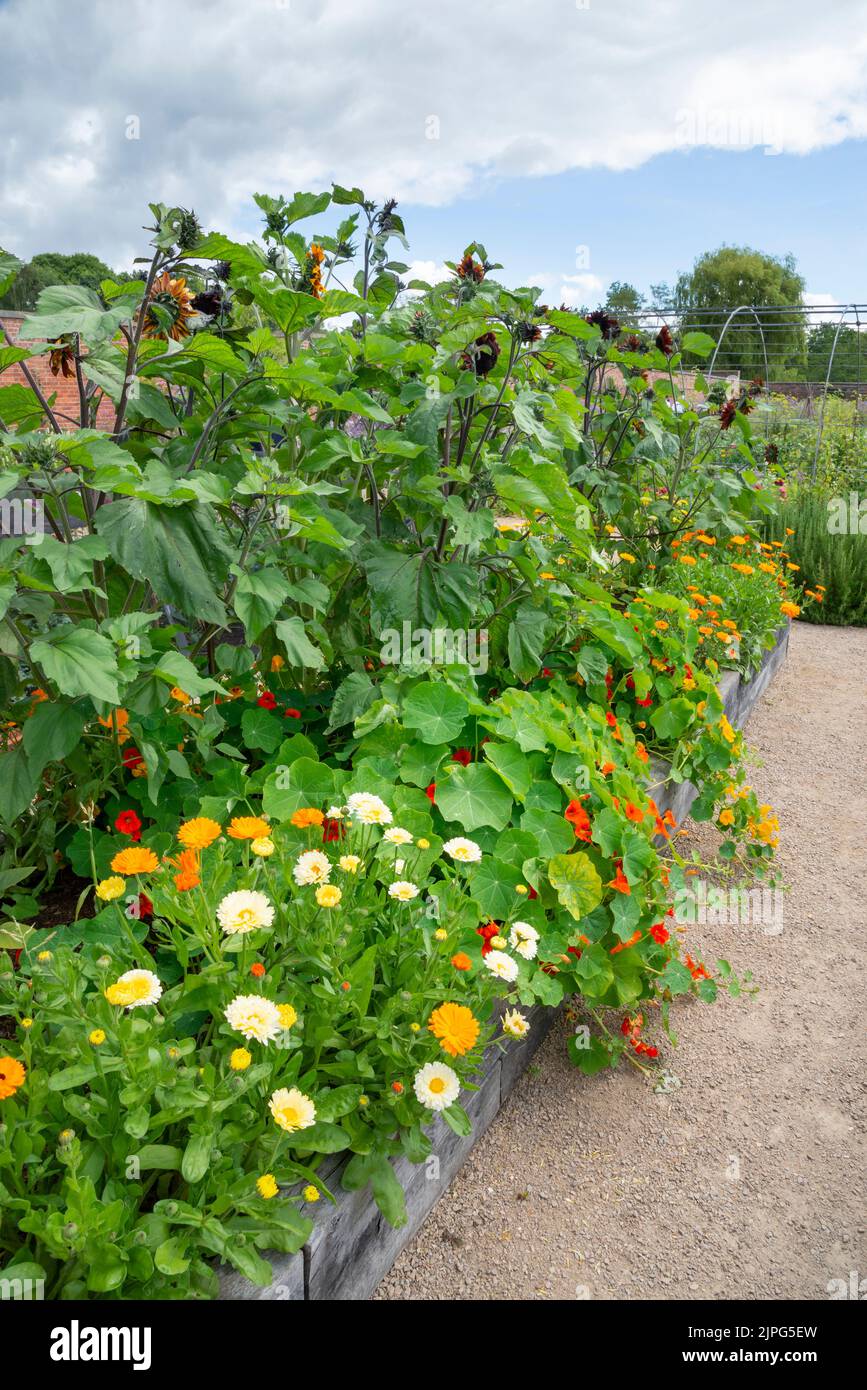 Pot Marigolds, Nasturtiums and tall Sunflowers in raised beds in the vegetable garden at RHS Bridgewater, Greater Manchester. Stock Photo