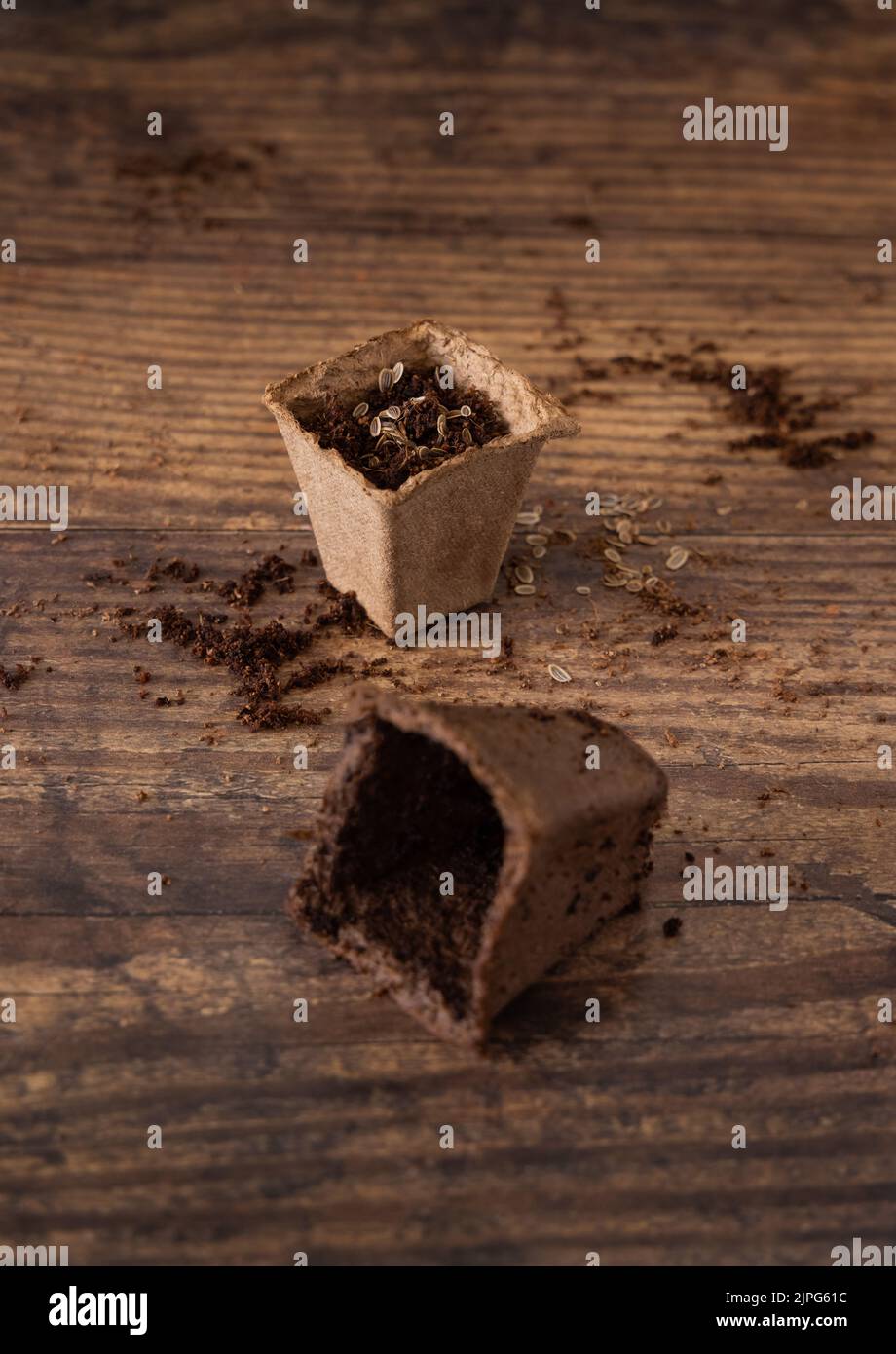 Herbs seeds growing in a biodegradable pots on wooden table close up