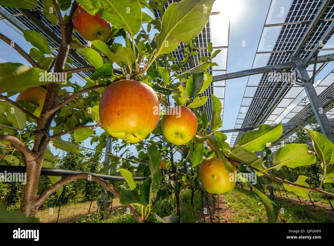 Agri-photovoltaic test facility, an apple orchard was covered with two different systems of PV modules on an area of more than 3000 square metres, rai Stock Photo