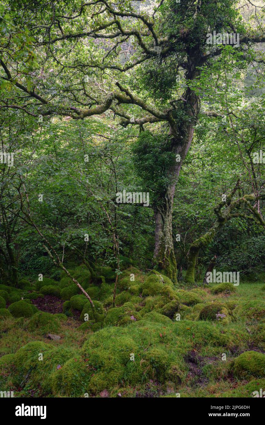 Thick carpet of moss in a humid Atlantic forest in Xistral Mountain ...