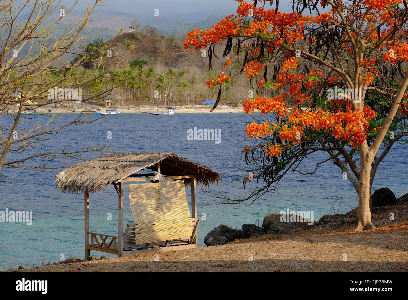 Indonesia Alor Island - Blooming Flame tree and coastal landscape Stock Photo