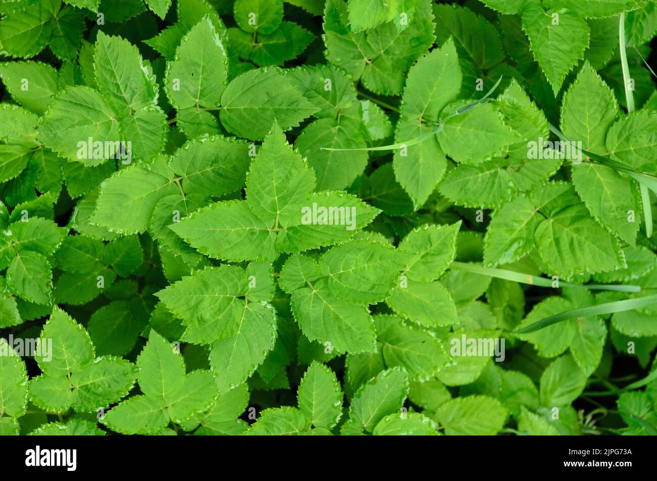Aegopodium podagraria plant known as ground elder, herb gerard or bishop's weed in a forest in Germany Stock Photo