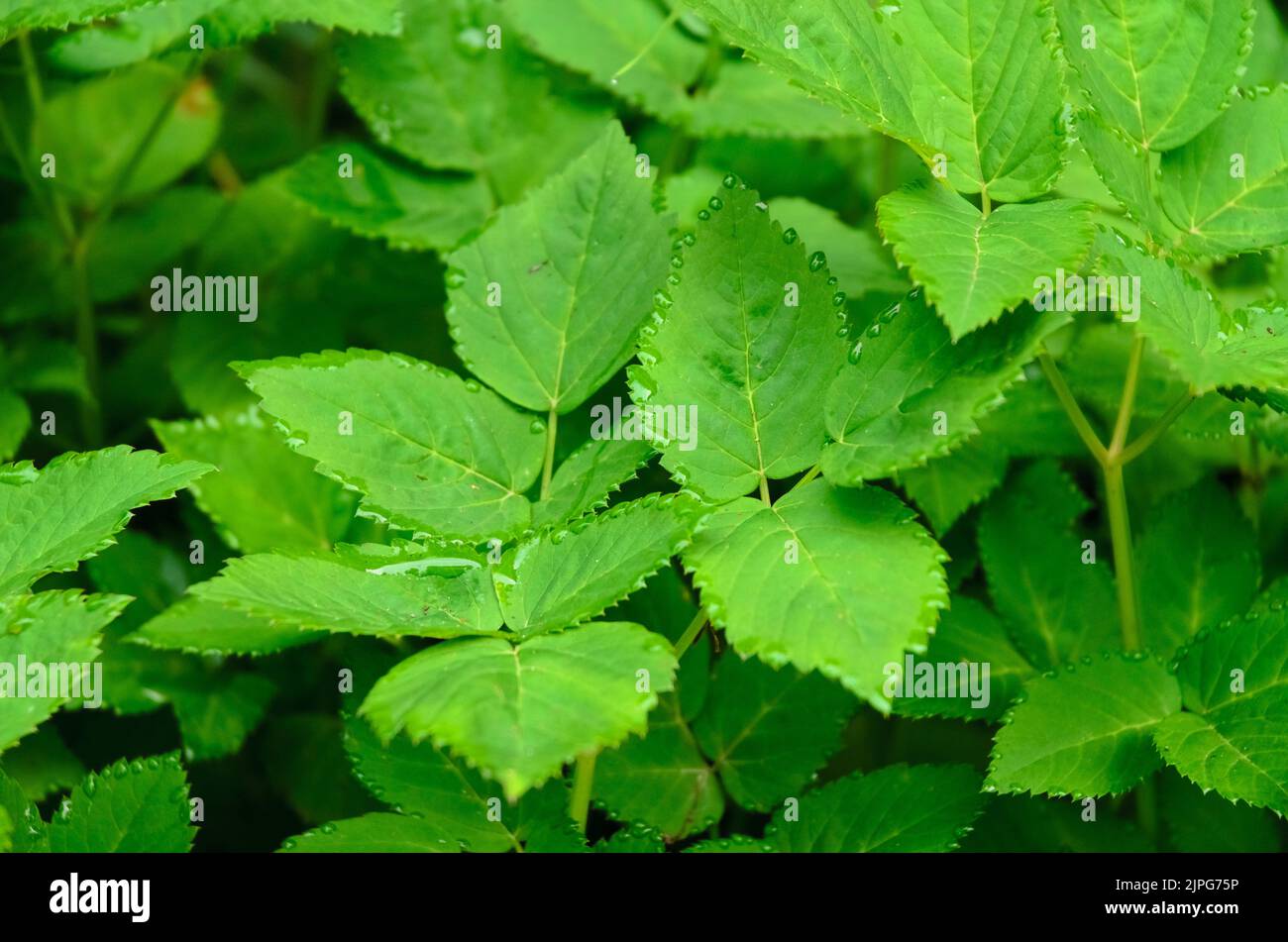 Aegopodium podagraria plant known as ground elder, herb gerard or bishop's weed in a forest in Germany Stock Photo