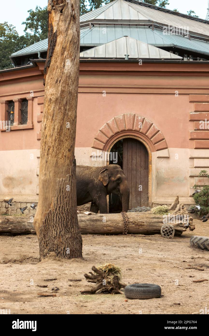 Elephant isolated in the zoo habitat Stock Photo Alamy