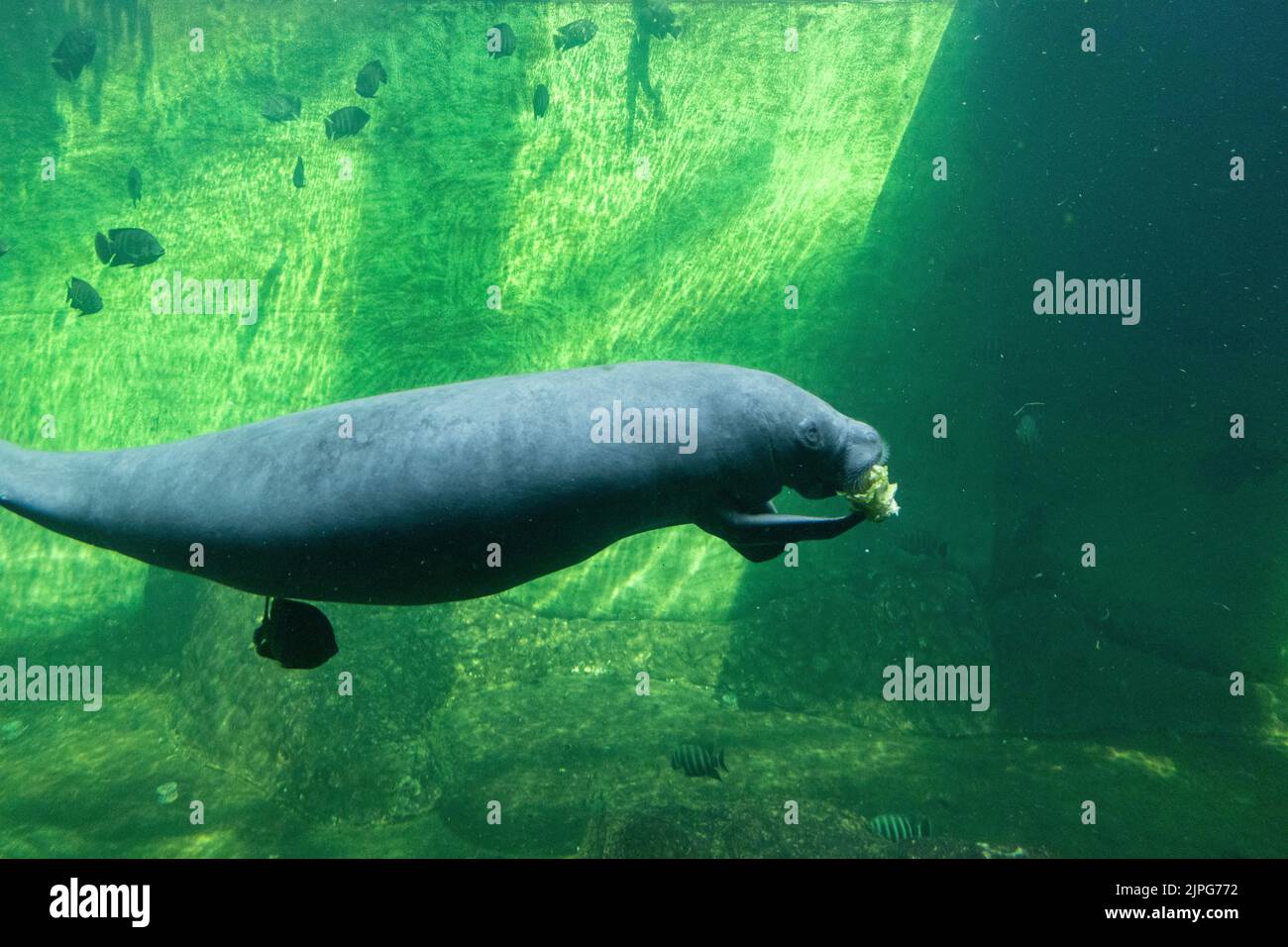 Manatee, sea cow in the zoo aquarium Stock Photo - Alamy