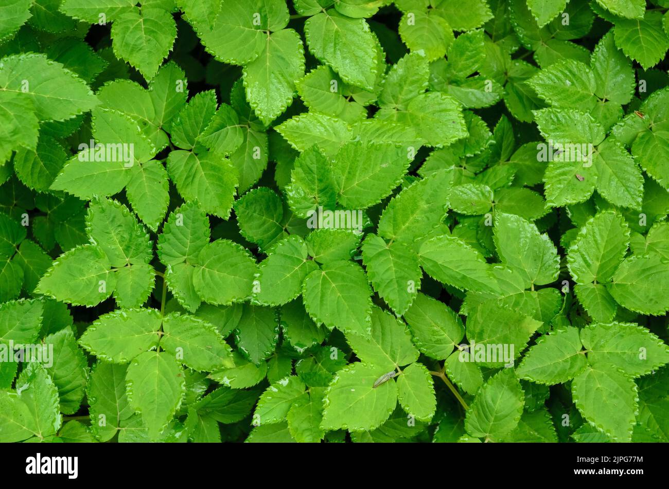 Aegopodium podagraria plant known as ground elder, herb gerard or bishop's weed in a forest in Germany Stock Photo