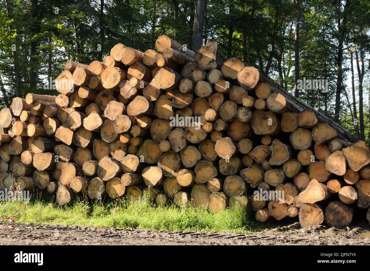 Pile of felled tree trunks with crosssection and age rings in Germany