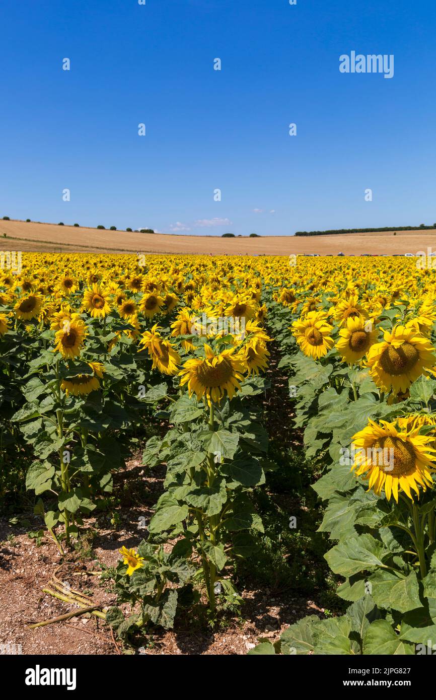 Yellow sunflowers growing in field at Dorset Sunflower Trail, Maiden
