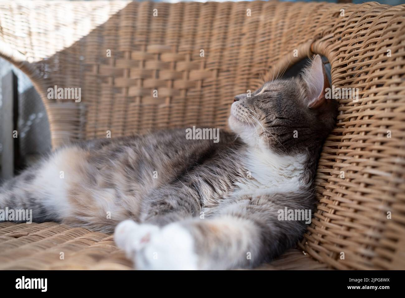 Satisfied, smiling cat enjoys the hot summer lying on a rattan chair ...