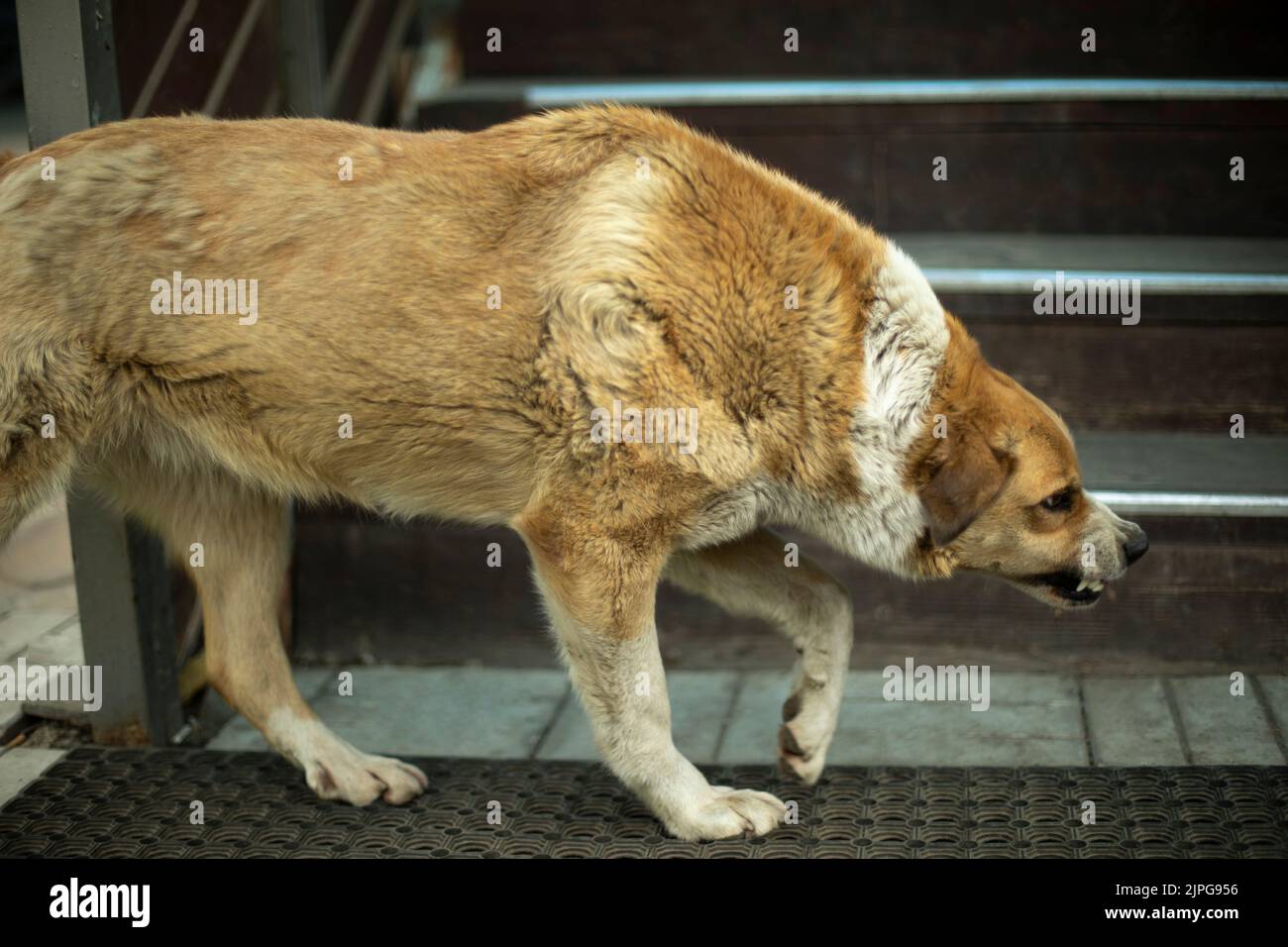 why-do-my-dogs-eyes-turn-red-when-mad