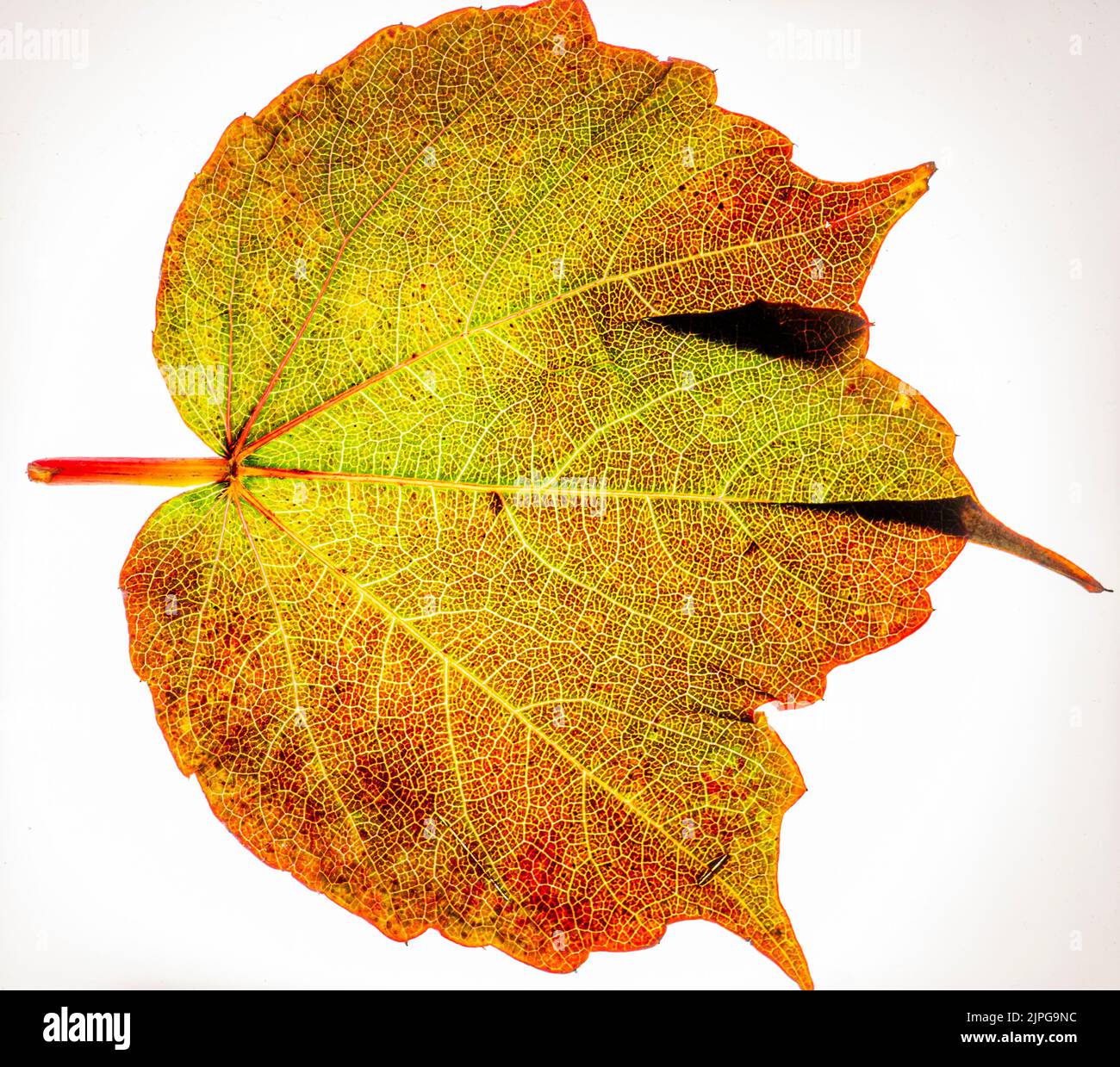 Macro photo of an autumnally curved leaf of wild wine Stock Photo