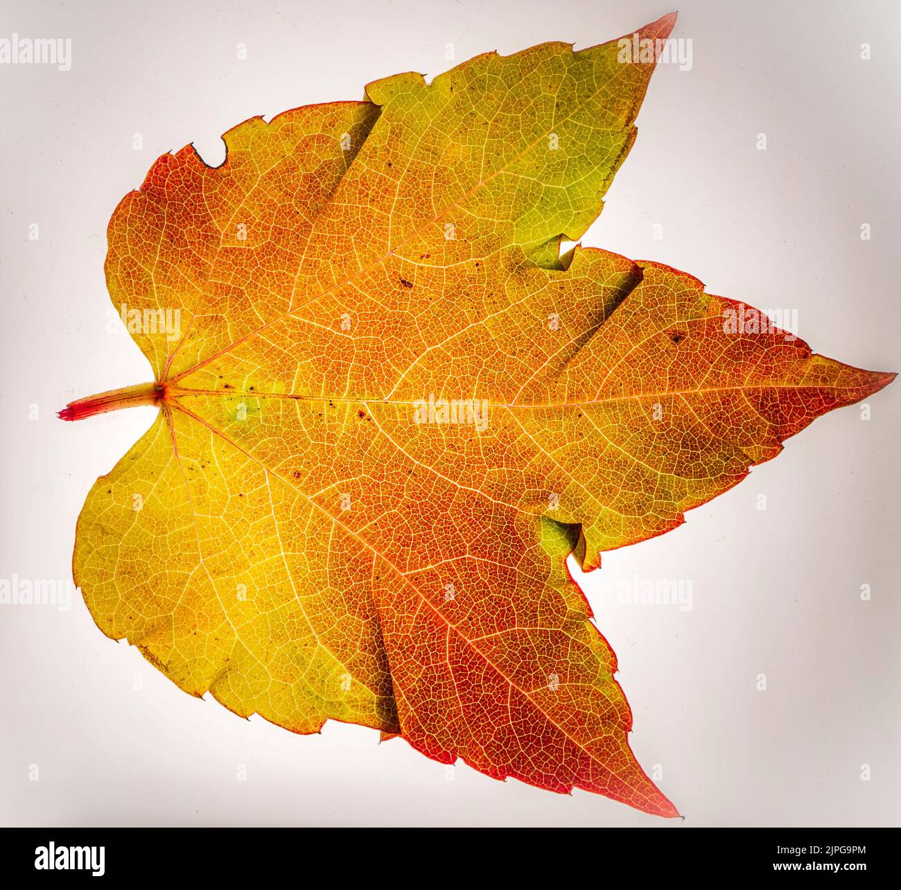 Macro image of an autumnal maple leaf Stock Photo
