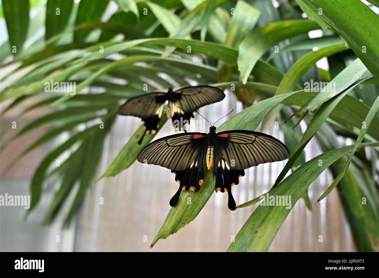 A close-up shot of two Papilio lowi butterflies on a plant leaves Stock Photo
