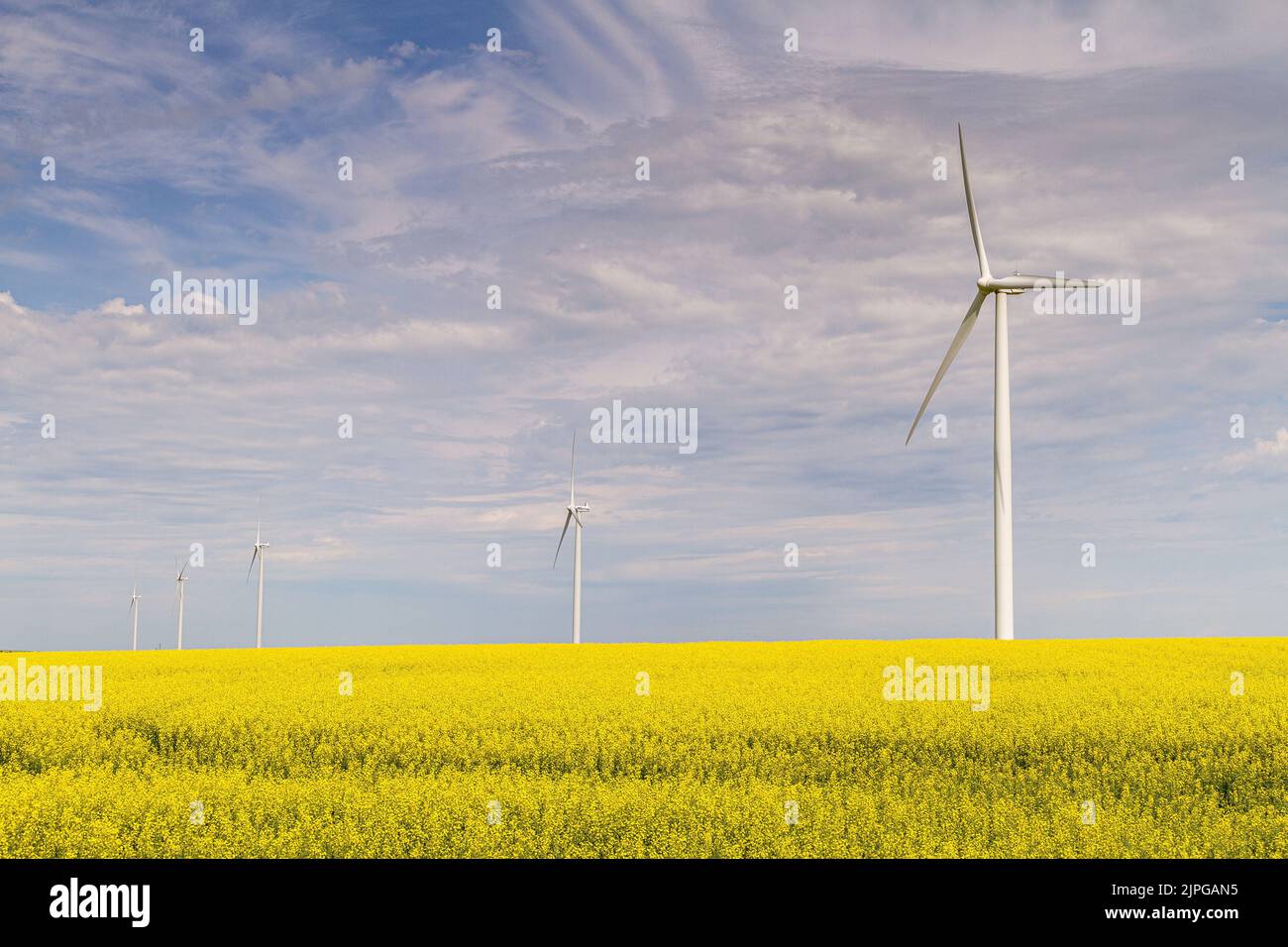 The wind turbines in a canola field Stock Photo - Alamy