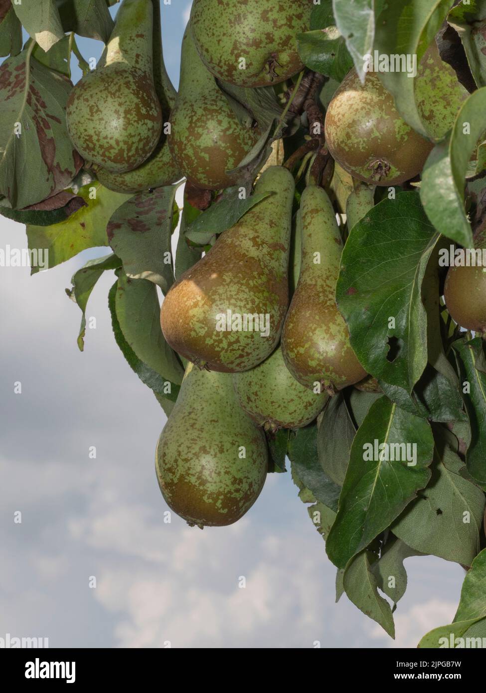 Young pears hanging from a pear tree ready to be harvested Stock Photo