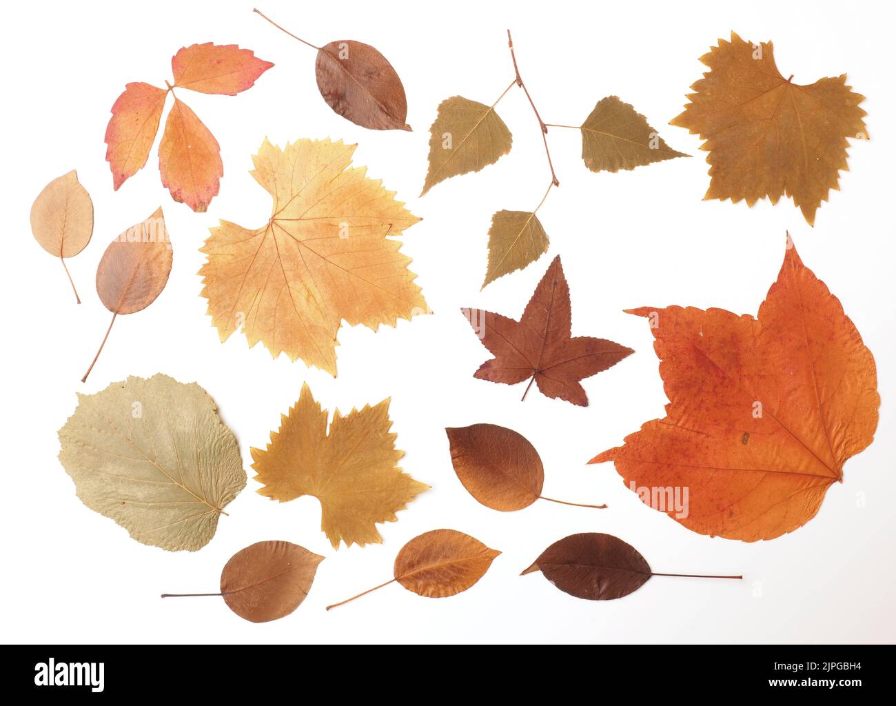 autumn leaves, collection, pressed, leaf, collections, presseds Stock Photo