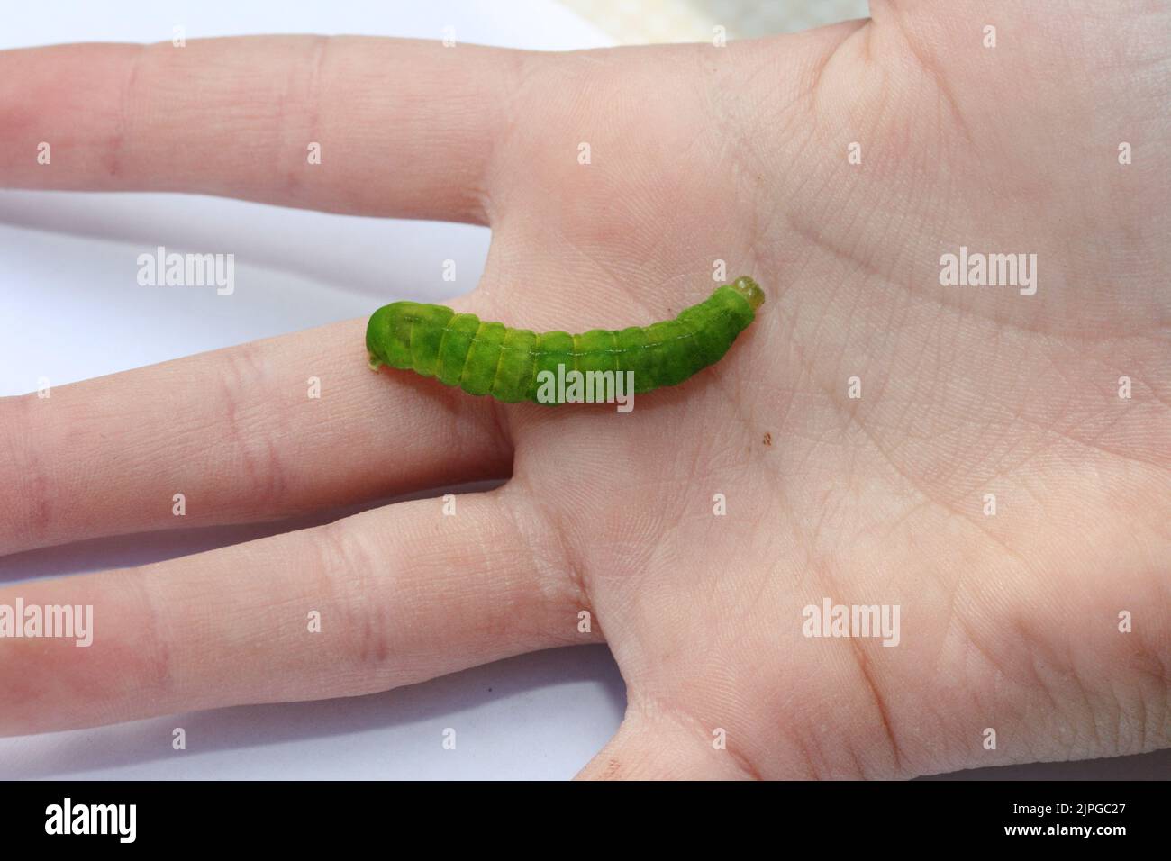Caterpillar from above hi-res stock photography and images - Alamy