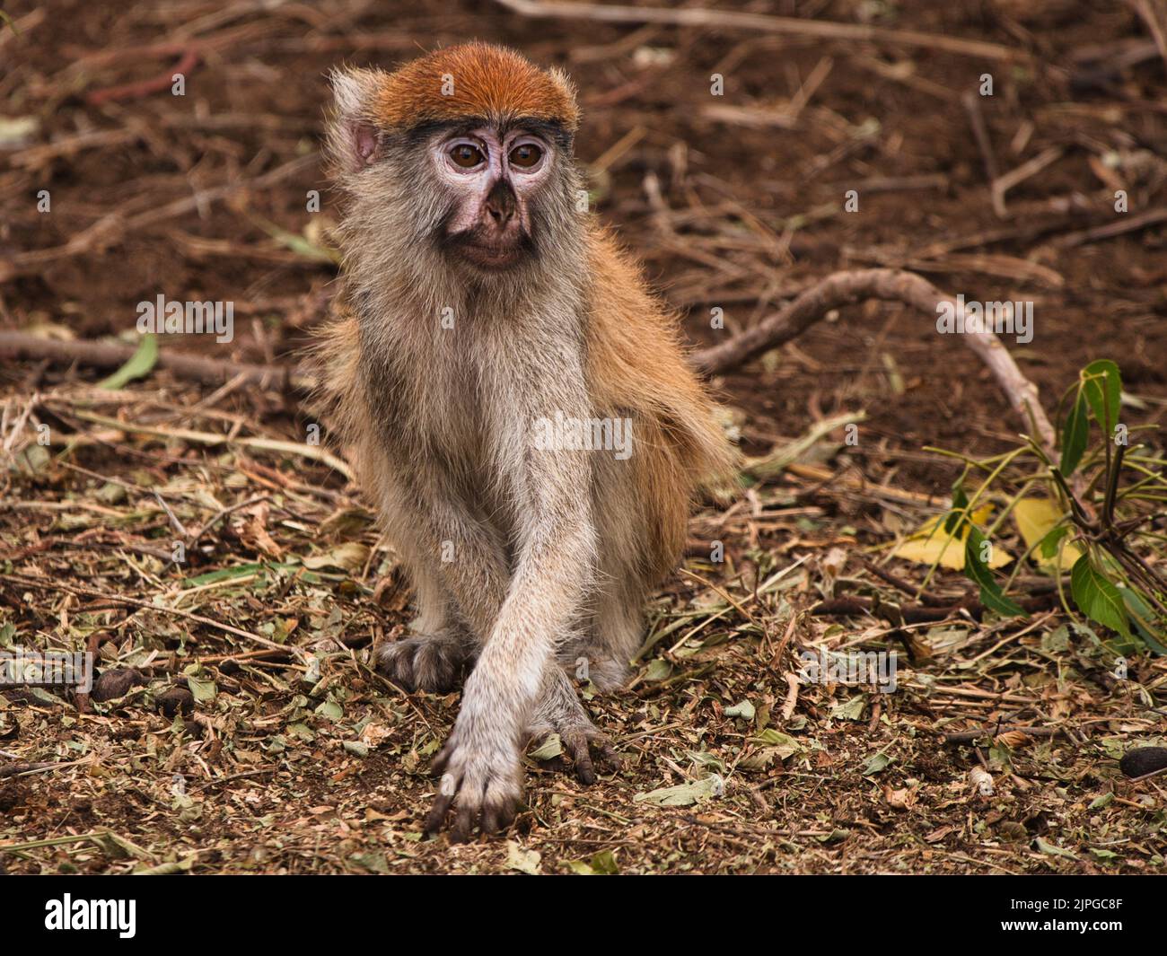 Monkey meme hi-res stock photography and images - Alamy