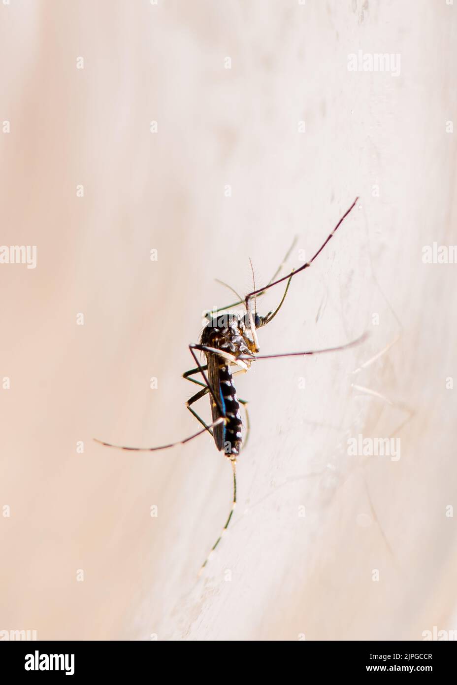 Asian Tiger Mosquito Aedes Albopictus Dengue Zika Chikungunya Fever Asian Tiger Mosquito Aedes Albopictus Dengue Zika Chikungunya Fever