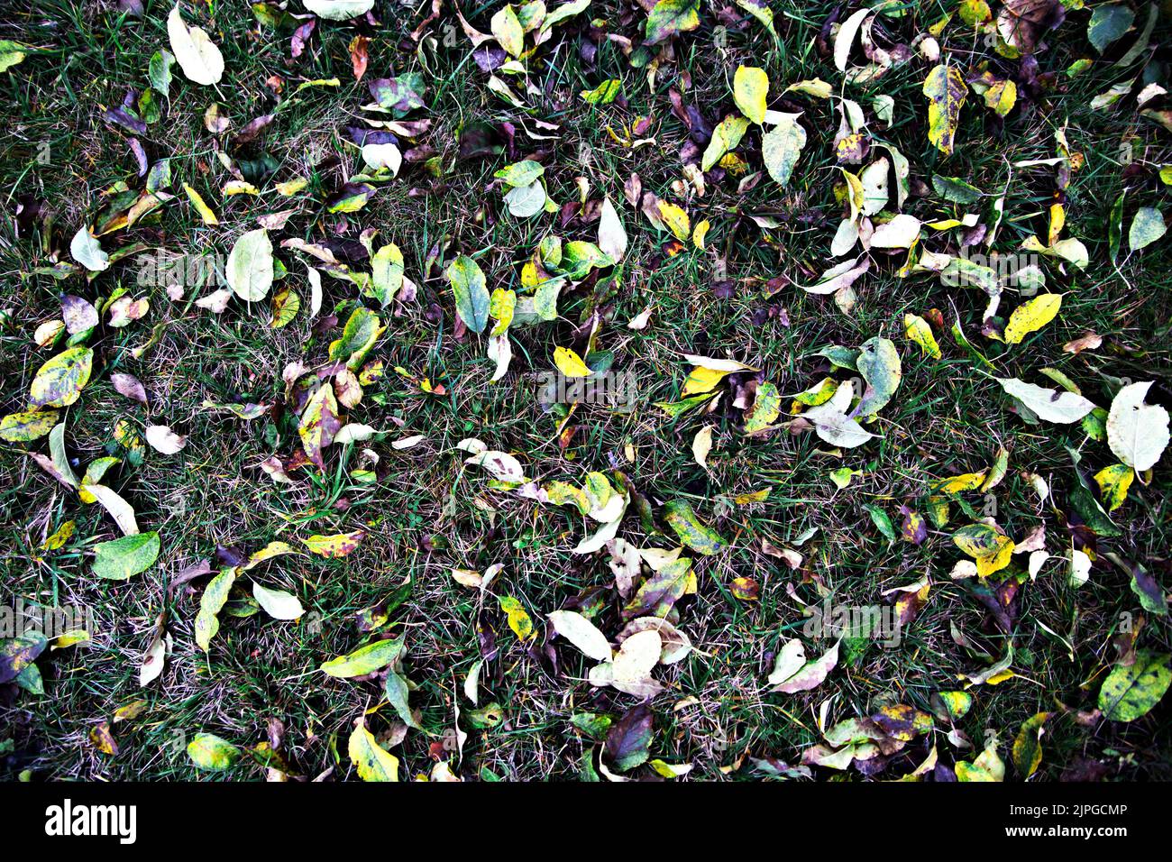 background of autumn leaves. autumn fallen leaves top view Stock Photo ...