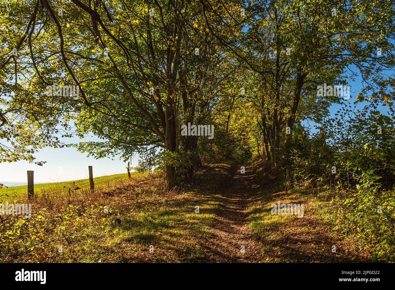 footpath, autumn, path, mecklenburgische schweiz, footpaths, fall, paths Stock Photo