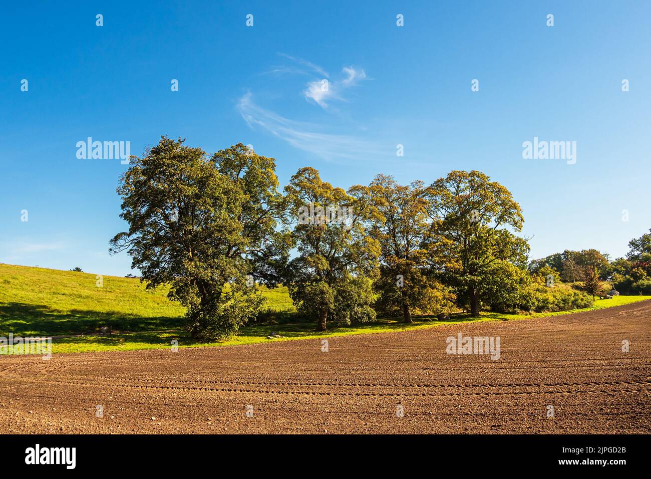 field, arable, tree series, mecklenburgische schweiz, fields, arables Stock Photo