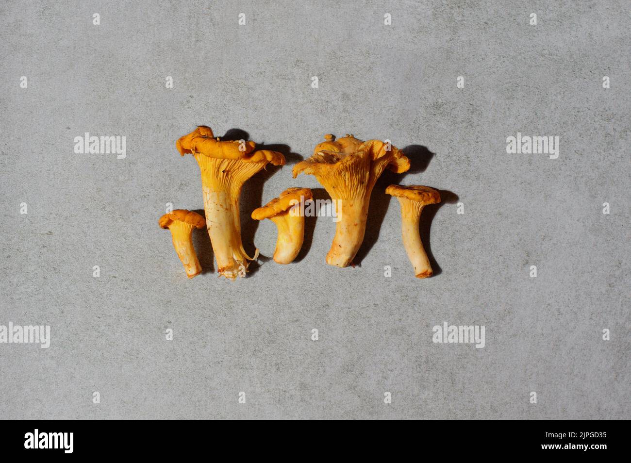 Edible woodland mushroom Chanterelle with a yellow funnel-shaped cap. Nutrition food. Raw mushrooms. Stock Photo