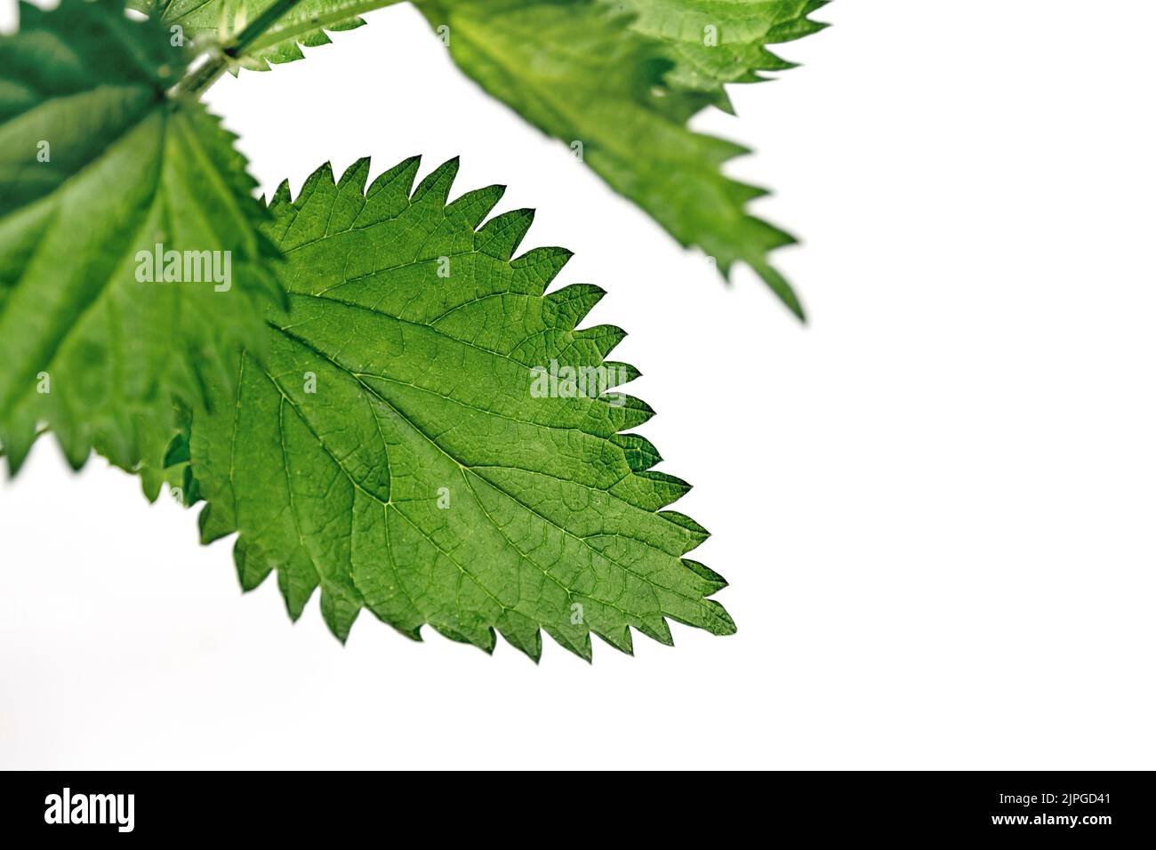 Close up of nettle leaves on white background. Fresh young shoots. Medicinal plant. In traditional medicine, diuretic for skin diseases, cough, and hair loss. Copy Space. Soft selective focus Stock Photo