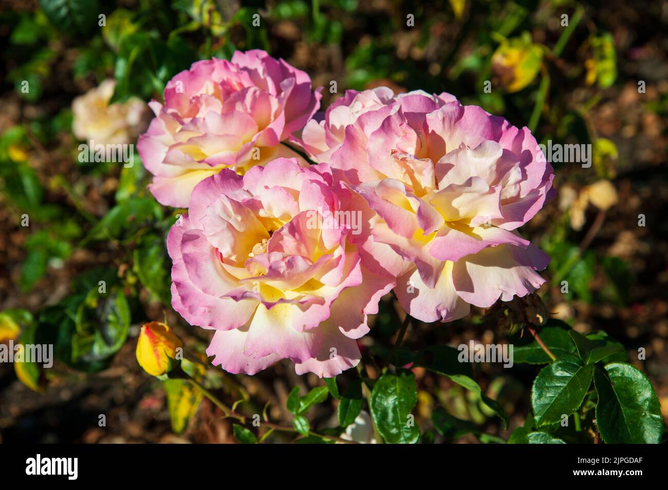 Beautiful Pink roses blossom in the garden on a sunny day Stock Photo
