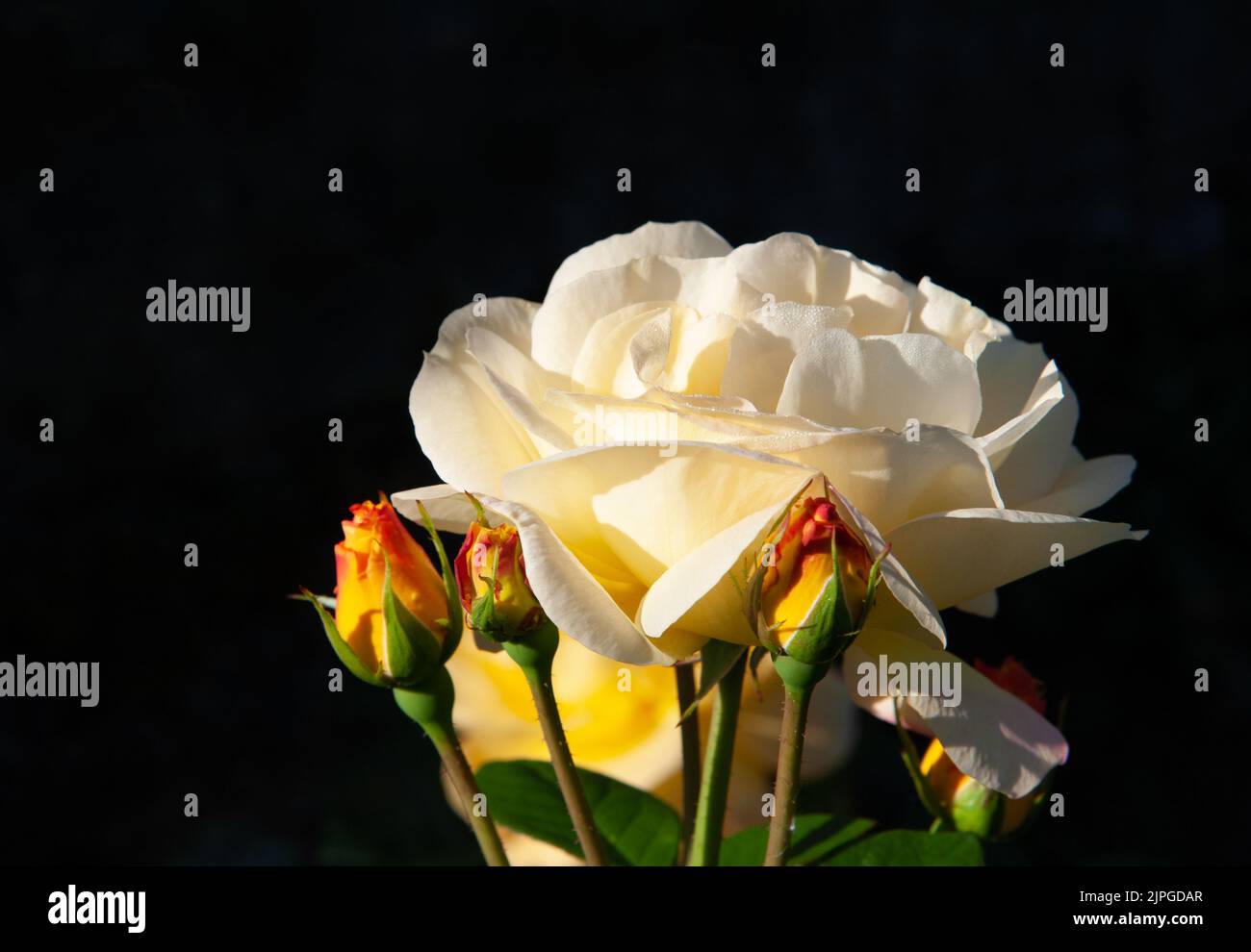 Beautiful white roses blossom in the garden on a sunny day Stock Photo