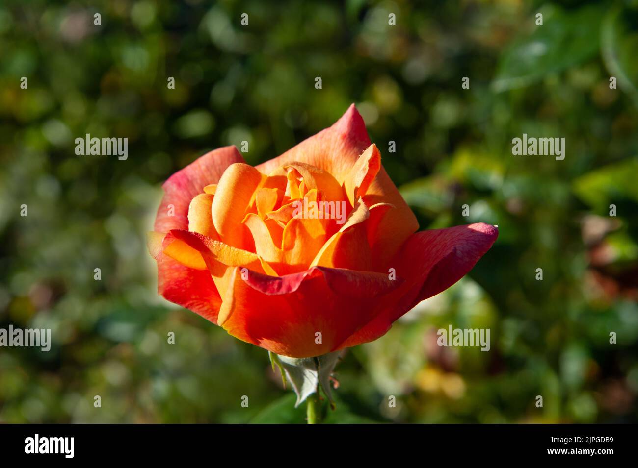 Beautiful yellow and red roses blossom in the garden on a sunny day Stock Photo