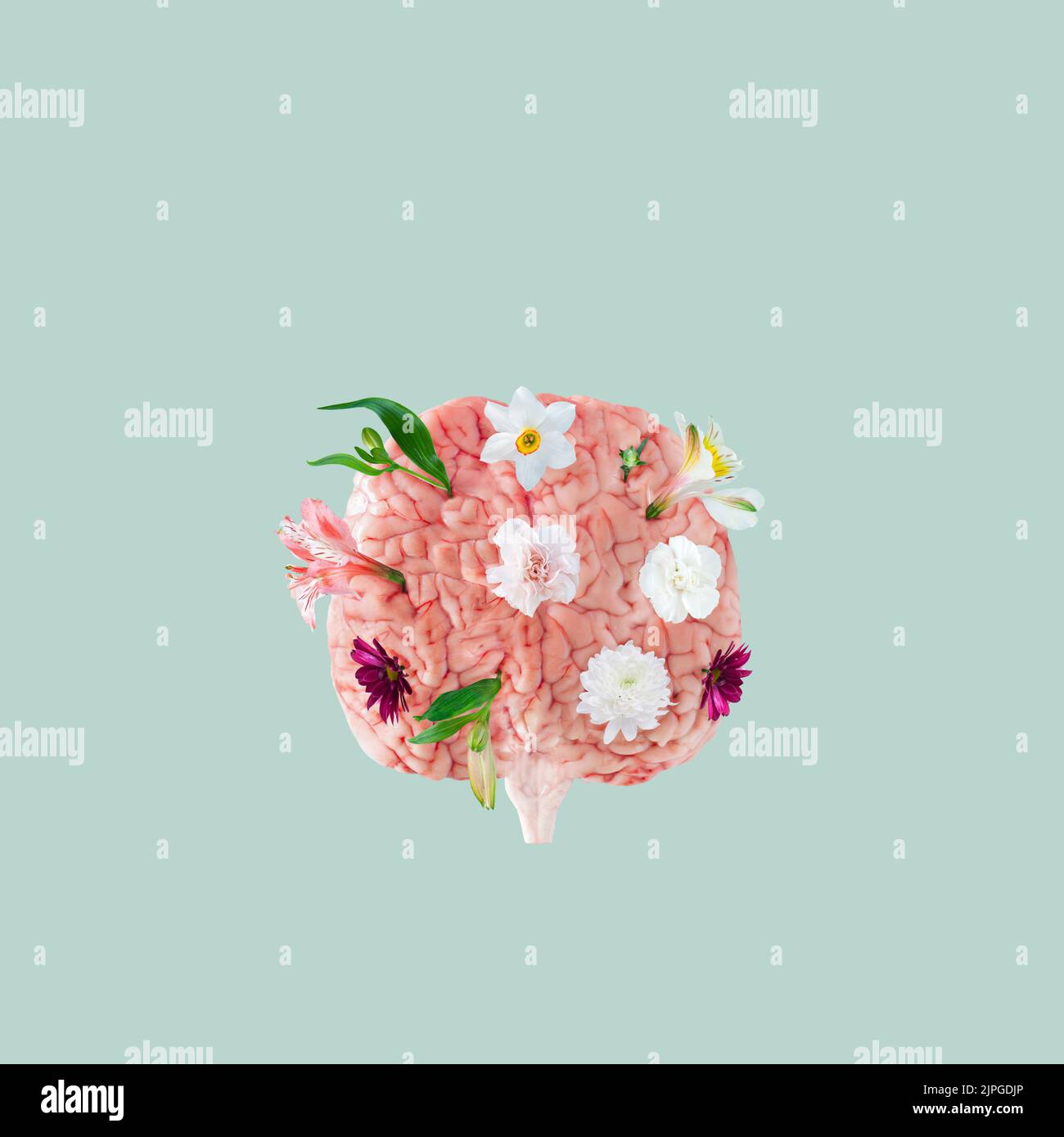 Creative arrangement with brain and colorful flowers over mint pastel background. Minimal concept of calm, mental health, and emotional wellness. Stock Photo
