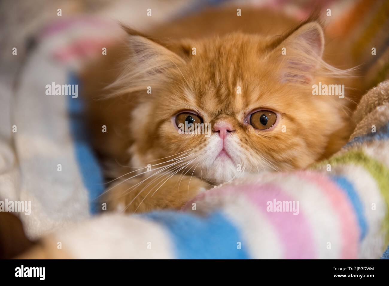 Cat in laundry basket hires stock photography and images Alamy
