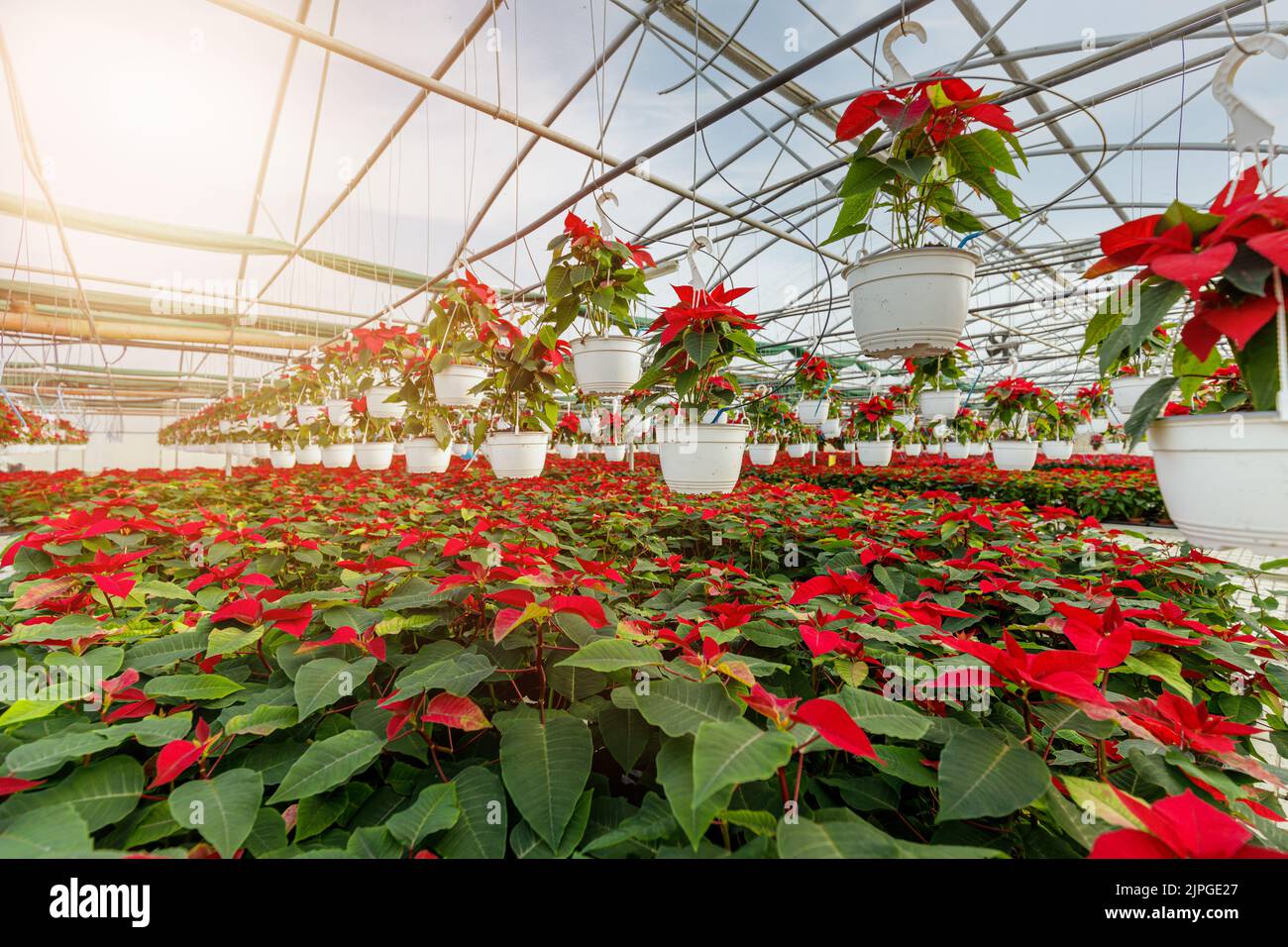 Poinsettia Cristmas flower. Greenhouse filled with Red holiday flowers