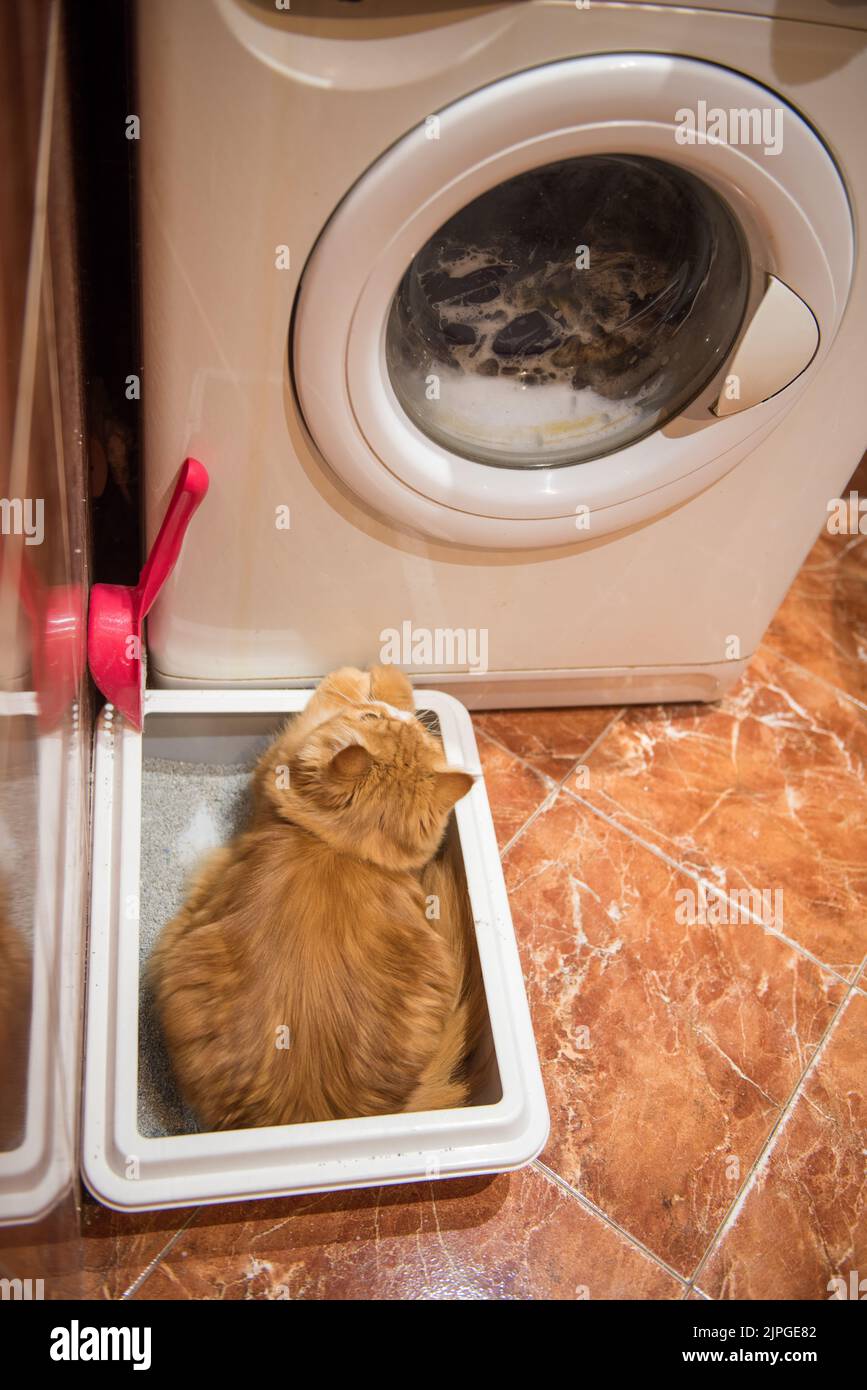 Red cat sitting peeing cat on cat litter box. Toilet with Clumping a