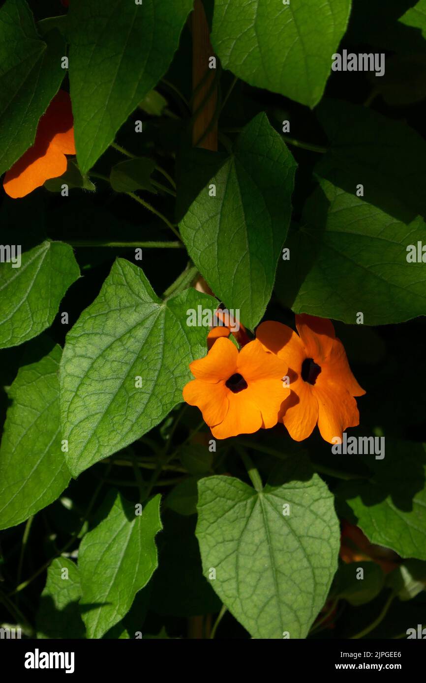 blackeyed susan vine, akanthusgewächse, thunbergia alata, blackeyed