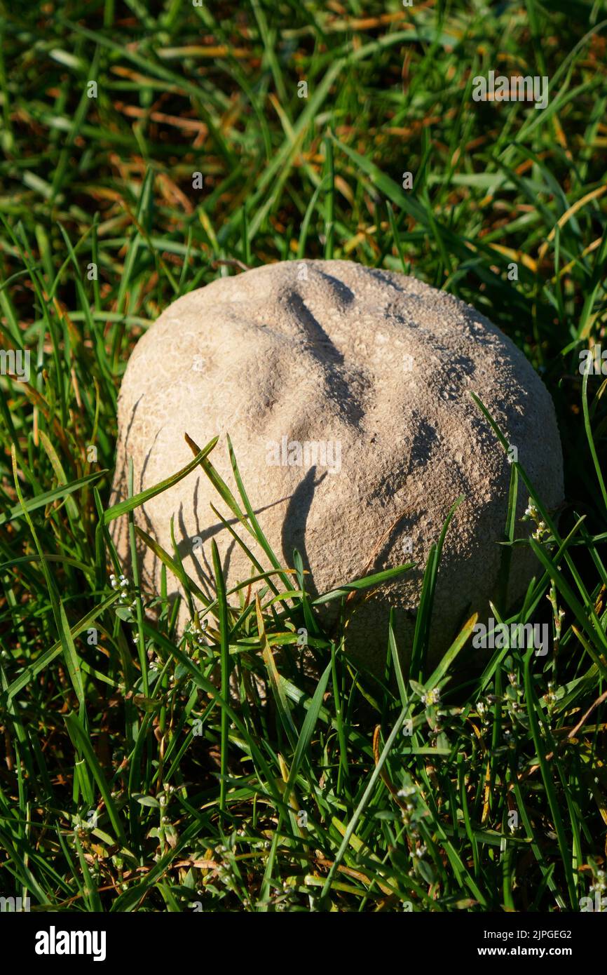 puffball mushroom, bovist, champignonverwandte, puffball mushrooms Stock Photo