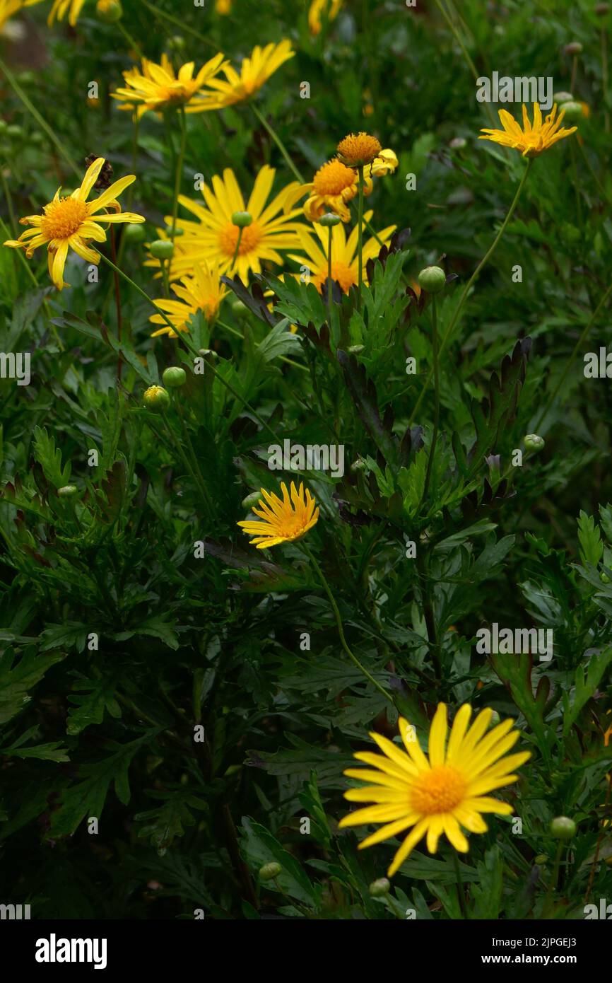 gelbe strauchmargerite, euryops chrysanthemoides Stock Photo