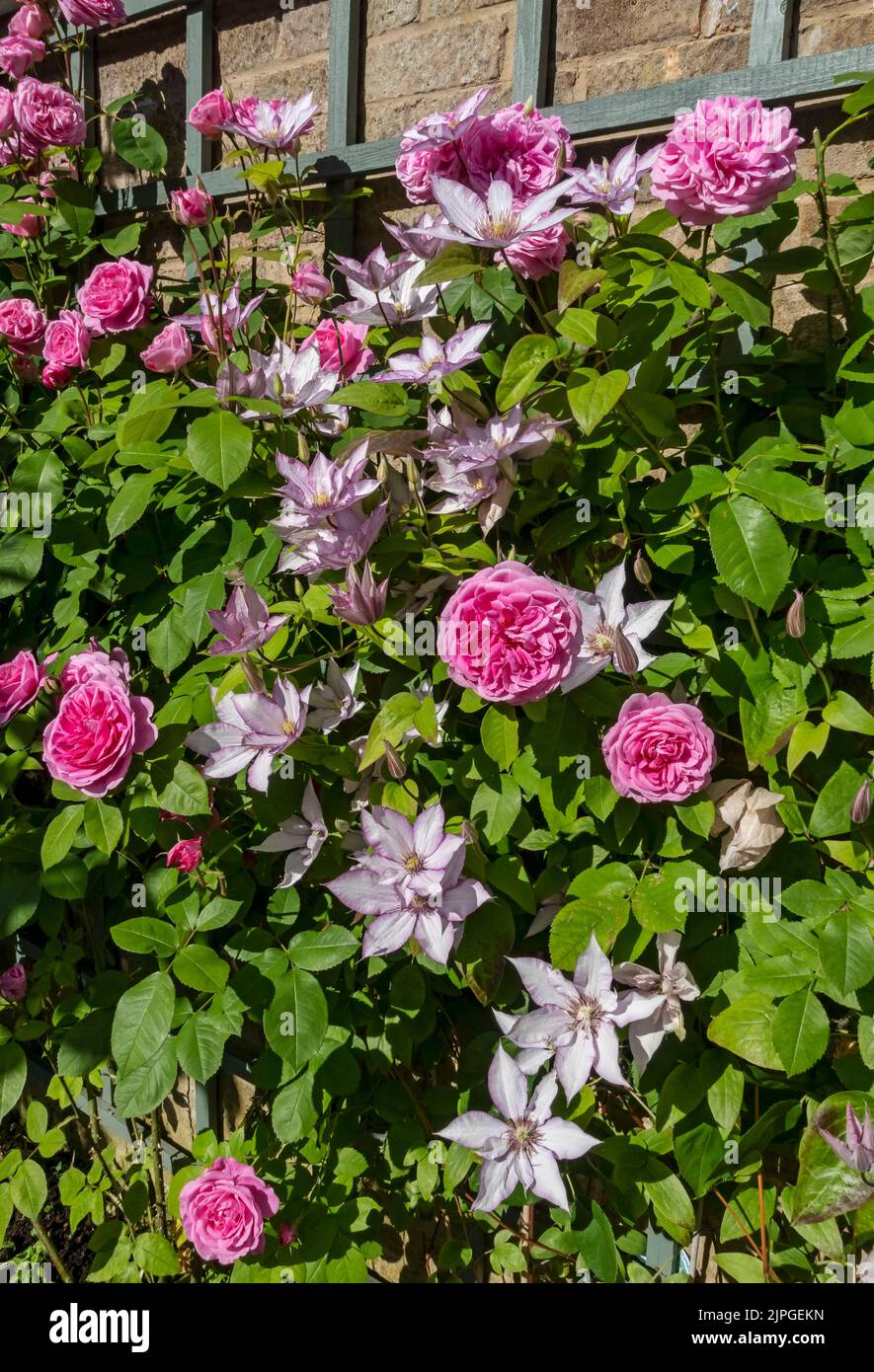 Gertrude jekyll rose climber hi-res stock photography and images - Alamy