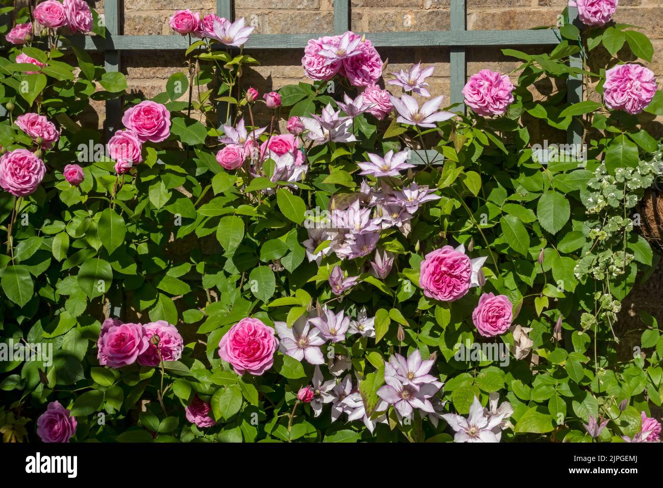 Pink rose ‘Gertrude Jekyll’ roses and clematis ‘Samaritan Jo’ climbing on trellis on a wall flowers flower flowering summer England UK Unite Stock Photo
